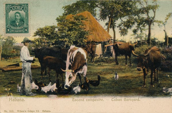 'Habana. Escena campestre - Cuban Barnyard', c1910. Artist: Unknown.