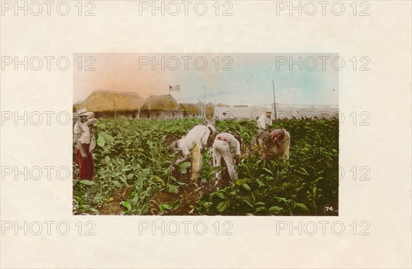'Cosecha de tabaco. - Tabacco Plantation.', c1910. Artist: Unknown.