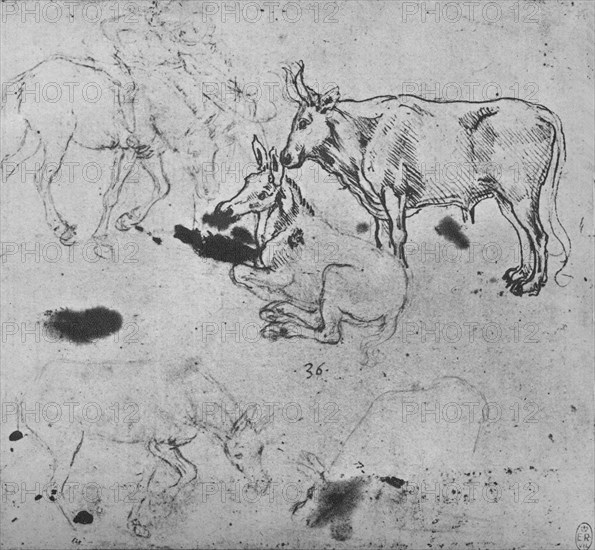 'Studies of Asses and of an Ox', c1480 (1945). Artist: Leonardo da Vinci.