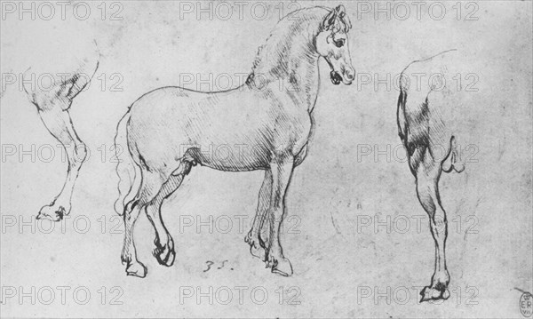 'Study of a Horse, its Near Hind-Leg and its Hind-Quarters', c1480 (1945). Artist: Leonardo da Vinci.