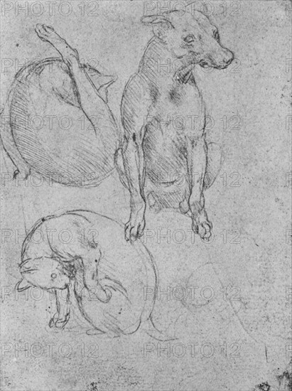 'Studies of a Dog and of a Cat', c1480 (1945). Artist: Leonardo da Vinci.