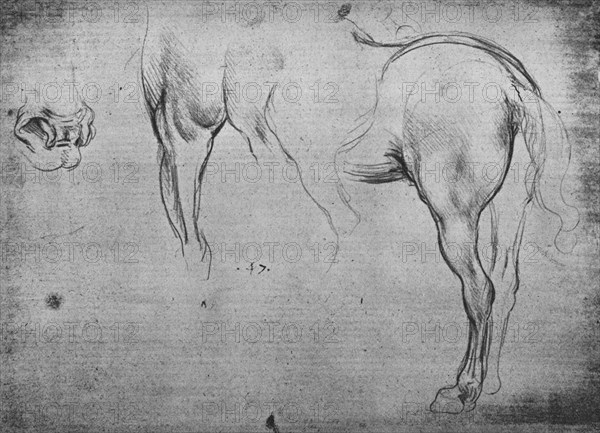 'Three Sketches of a Horse's Hind-Quarters and one of its Nostrils', c1480 (1945). Artist: Leonardo da Vinci.