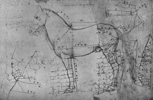 'Measured Drawing of a Horse in Profile to the Left', c1480 (1945). Artist: Leonardo da Vinci.