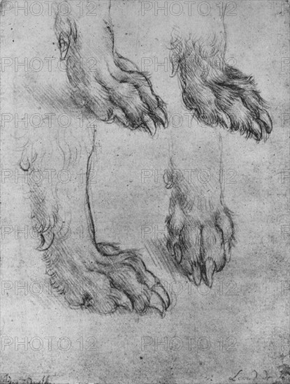 'Four Studies of the Paws of a Dog or Wolf', c1480 (1945). Artist: Leonardo da Vinci.