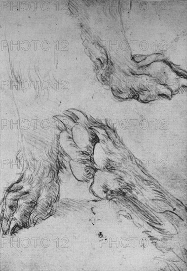 'Three Studies of the Paws of a Dog or Wolf', c1480 (1945). Artist: Leonardo da Vinci.