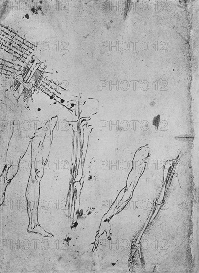 'Studies of Legs, of the Bones and Tendons of a Leg, of an Arm, and of the Bones and Tendons of an A Artist: Leonardo da Vinci.