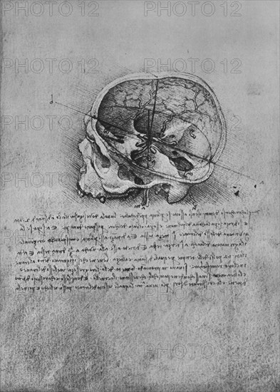 'Anatomical Drawing of a Skull to the Left', c1480 (1945). Artist: Leonardo da Vinci.