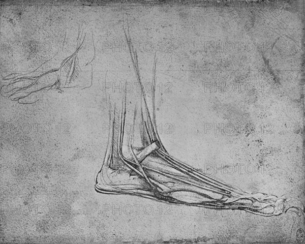 'Dissection of a Bear's Foot to the Right', c1480 (1945). Artist: Leonardo da Vinci.