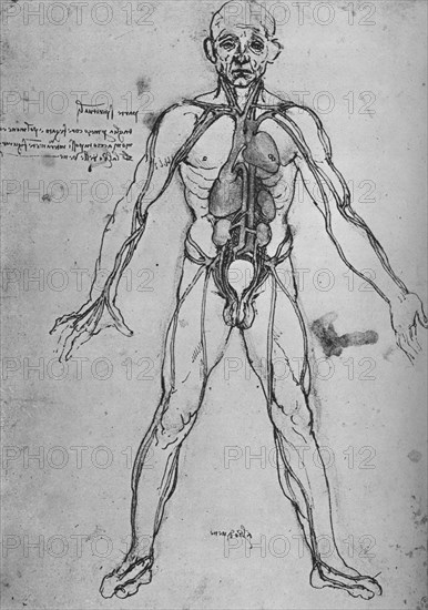 'Man Drawn as an Anatomical Figure to Show the Heart, Lungs and Main Arteries', c1480 (1945). Artist: Leonardo da Vinci.