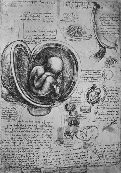 'Drawings of an Embryo in the Uterus', c1480 (1945). Artist: Leonardo da Vinci.