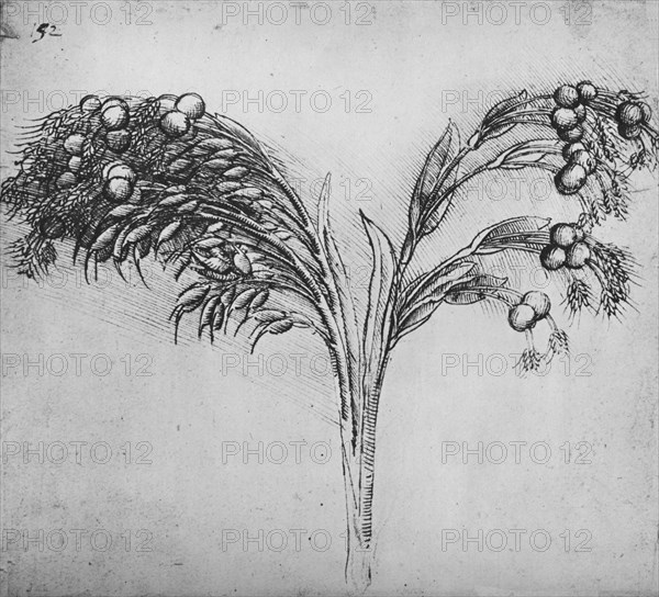 'A Long-Stemmed Plant, c1480 (1945). Artist: Leonardo da Vinci.