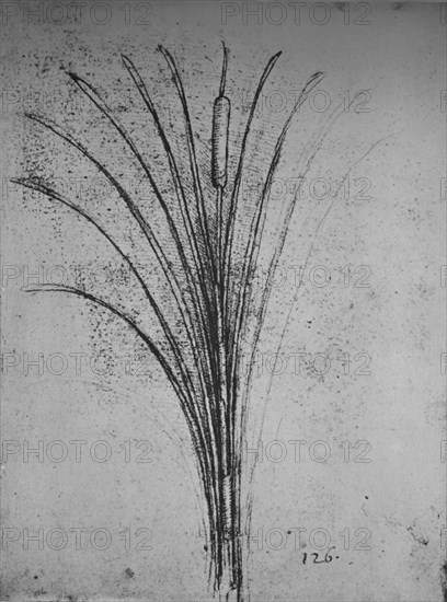 'A Bulrush', c1480 (1945). Artist: Leonardo da Vinci.