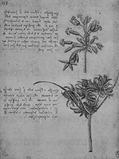 'Two Studies of Rushes in Seed, c1480 (1945). Artist: Leonardo da Vinci.