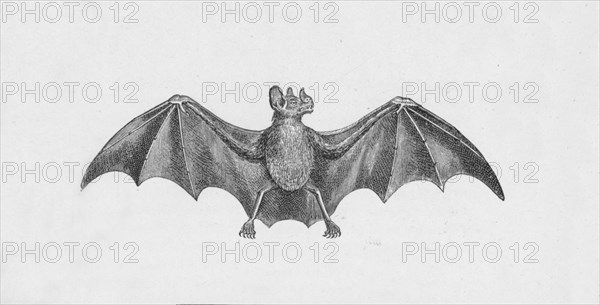 'Vampire Bat',  c1885, (1890). Artist: Robert Taylor Pritchett.