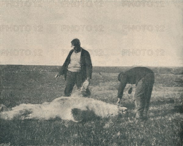 'A Dead Bear on Reindeer Island (August 21st, 1893) ', 1893 (1897). Artist: Unknown.