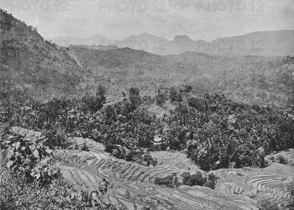'View of Paddy Field from Kadugannawa Pass', c1890, (1910). Artist: Alfred William Amandus Plate.