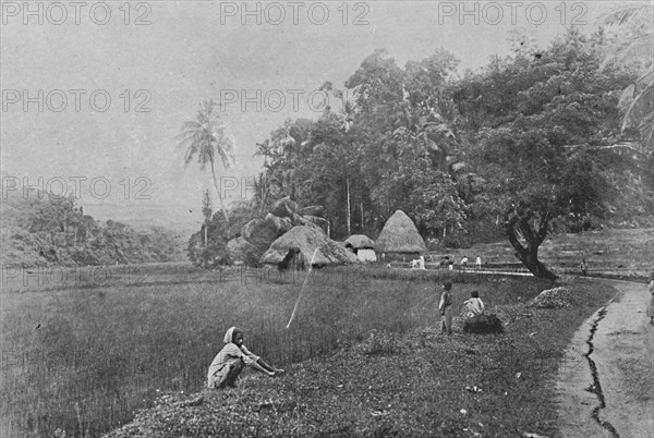 'Paddy Field near Gampola', c1890, (1910). Artist: Alfred William Amandus Plate.