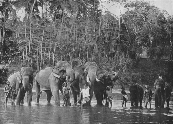 'Sacred Elephants Bathing in the Mahaweli Ganga at Katugastota', c1890, (1910). Artist: Alfred William Amandus Plate.