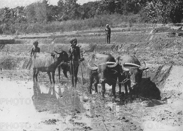 'Buffaloes Ploughing Paddy Fields', c1890, (1910). Artist: Alfred William Amandus Plate.