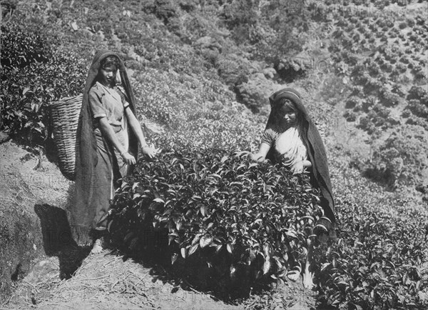 'Pluckers on Tea Estate, Ceylon', c1890, (1910). Artist: Alfred William Amandus Plate.