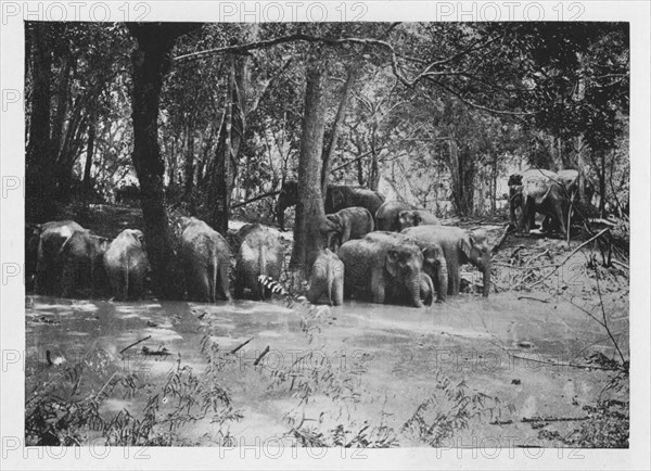 'Elephant Kraaling in Ceylon at a Waterhole inside the Stockade', c1890, (1910). Artist: Alfred William Amandus Plate.