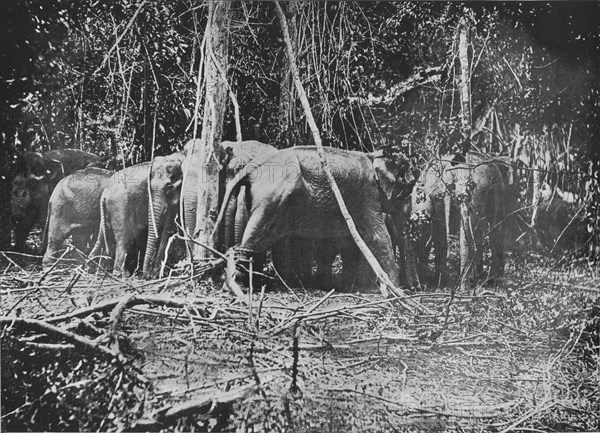 'Attempting to Rescue the Bound Cow', c1890, (1910). Artist: Alfred William Amandus Plate.