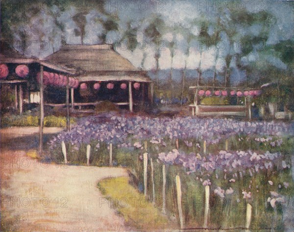 'Iris Garden', c1887, (1901). Artist: Mortimer L Menpes.