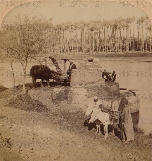 'An Egyptian Sakiyeh, Drawing Nile Water for Irrigation, Egypt', 1896. Artist: Unknown.