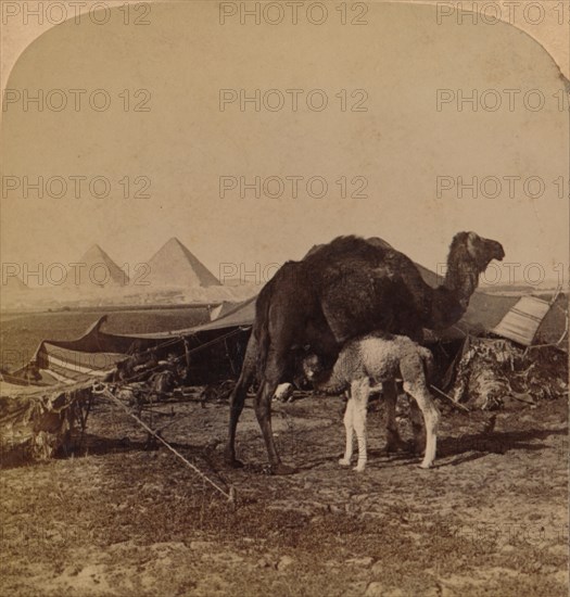 'A Baby of the Desert, Egypt', 1896. Artist: Unknown.