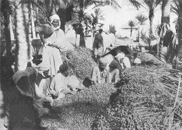 'Date Picking at Gabes', c1913. Artist: Charles JS Makin.