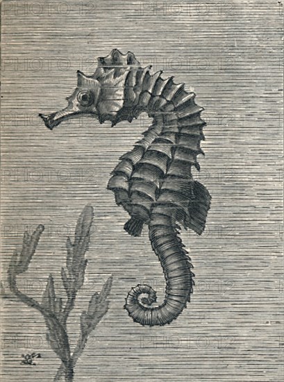 'The Sea-Horse, Undisguised, Sedately Swimming', c1900, (1910). Artist: Fred Enock.