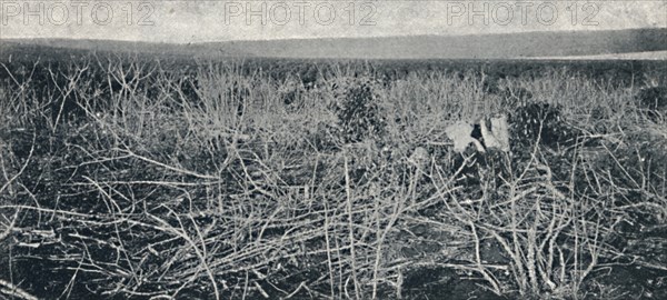 'Plantacao de Mandioca', 1895. Artist: Axel Frick.