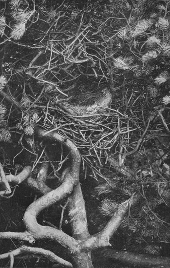 'Nest of Magpie', c1882, (1912). Artist: Charles Reid.