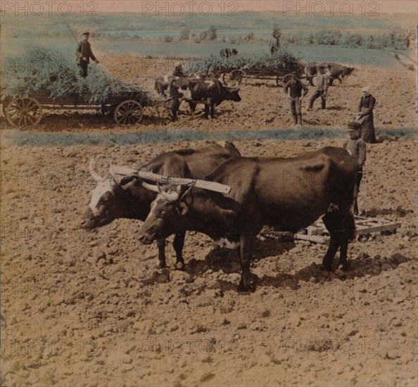 'Thrifty country-folk with their cattle at work on a farm near Jonkoping, Sweden', 1905. Artists: Elmer Underwood, Bert Elias Underwood.