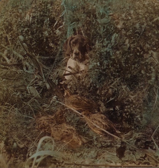 'Hunting in Western prairie country, a covey of quail and a pointer - in corn stubble', 1903. Artists: Elmer Underwood, Bert Elias Underwood.