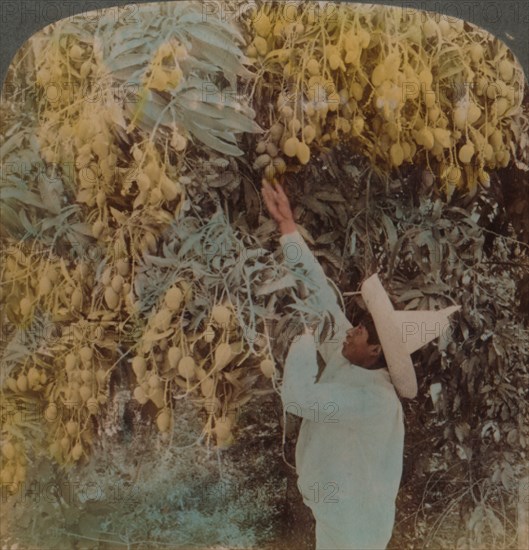 'Gathering luscious fruit from a heavily laden mango tree, Cuernavaca, Mexico', 1907. Artists: Elmer Underwood, Bert Elias Underwood.