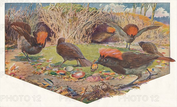 'Gardener Bower Birds', 1911, (1911). Artist: Louis Fairfax Muckley.