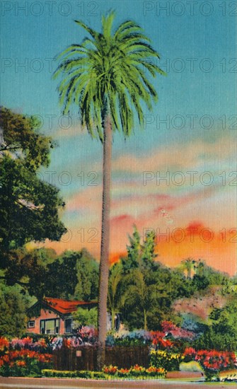 'Serra Palm. The First Palm Tree in California', c1941. Artist: Unknown.