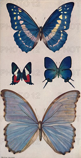 'Some of Rio's Butterflies', 1914. Artist: Patten Wilson.