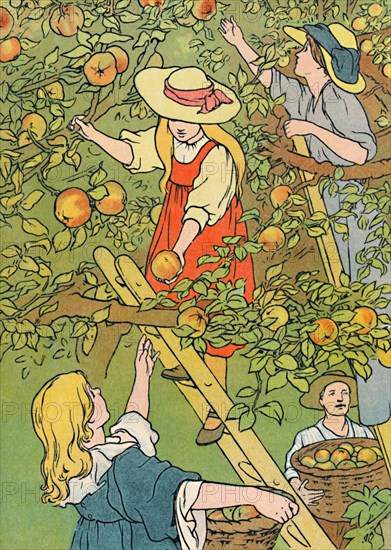 'Picking the Fruit', 1912. Artist: Charles Robinson.