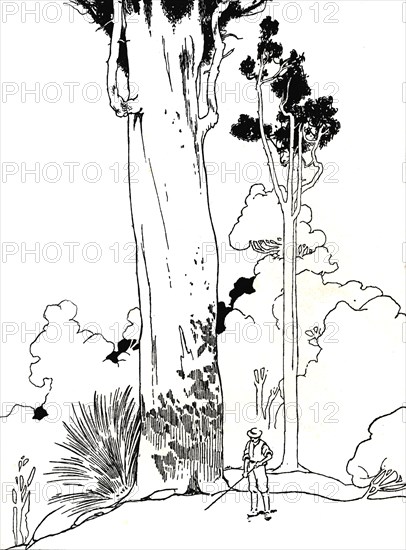 'A Kauri Tree', 1912. Artist: Charles Robinson.