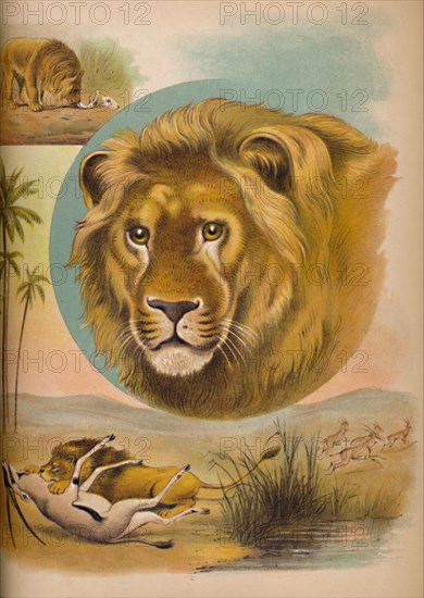 'The Lion', c1900. Artist: Helena J. Maguire.