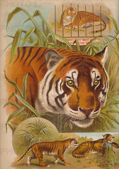 'The Tiger', c1900. Artist: Helena J. Maguire.