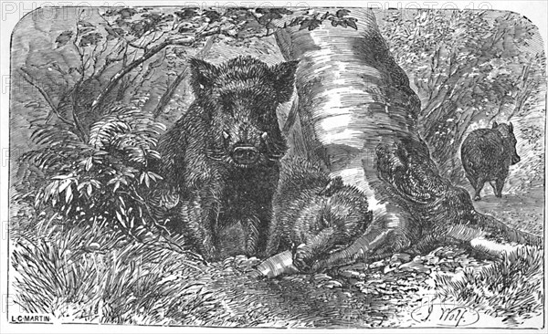 'Wild Boars in the Forest', c1900. Artist: Helena J. Maguire.