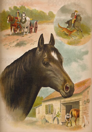 'The Horse', c1900. Artist: Helena J. Maguire.