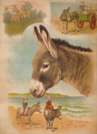 'The Donkey', c1900. Artist: Helena J. Maguire.