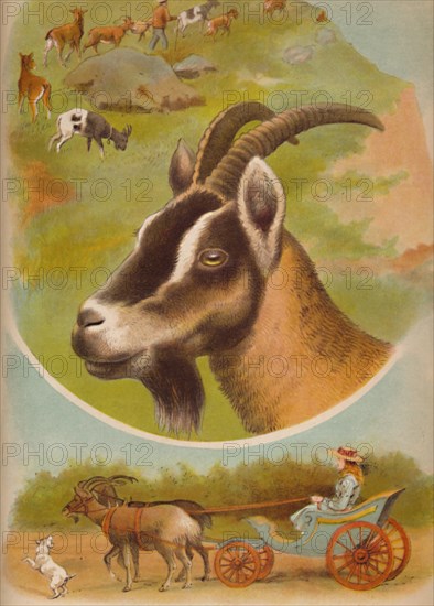 'The Goat', c1900. Artist: Helena J. Maguire.