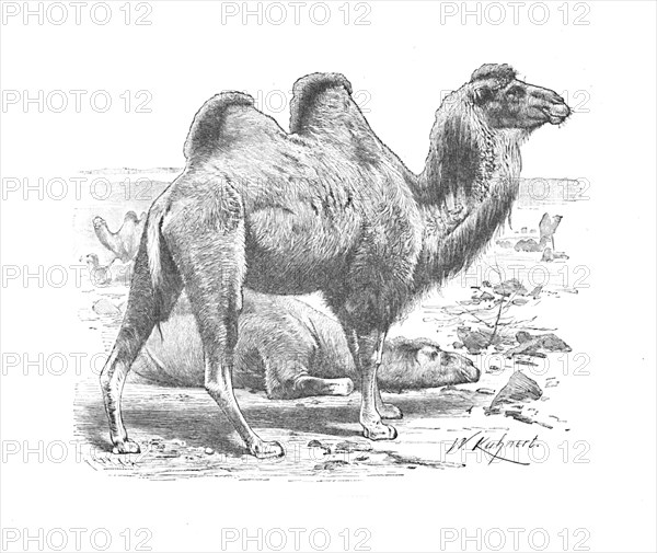 'Bactrian Camel', c1900. Artist: Helena J. Maguire.