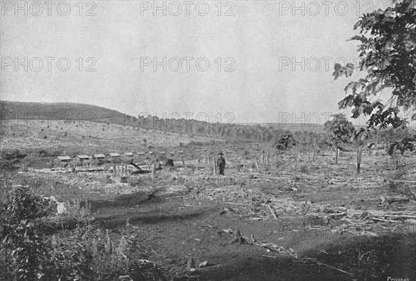 'Plantacao de Cafe novo', (New coffee plantation), 1895. Artist: Axel Frick.