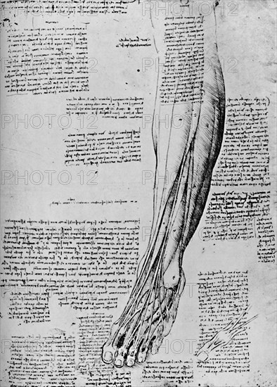 'Anatomical Study of Muscles of Foot', 1928. Artist: Leonardo da Vinci.